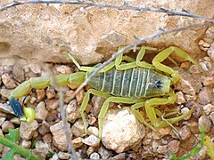 Palestyński skorpion